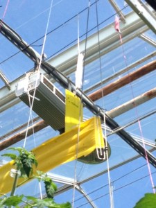 The sticky, yellow card helps monitor the pests. 