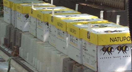 Bee houses at Bushel Boy