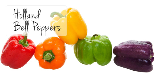 HollandBellPeppers