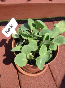 kale