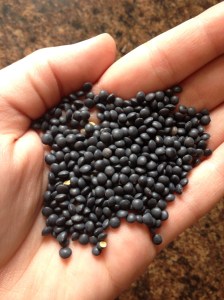 Black Beluga Lentils