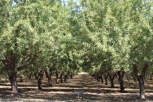 Almond Orchard